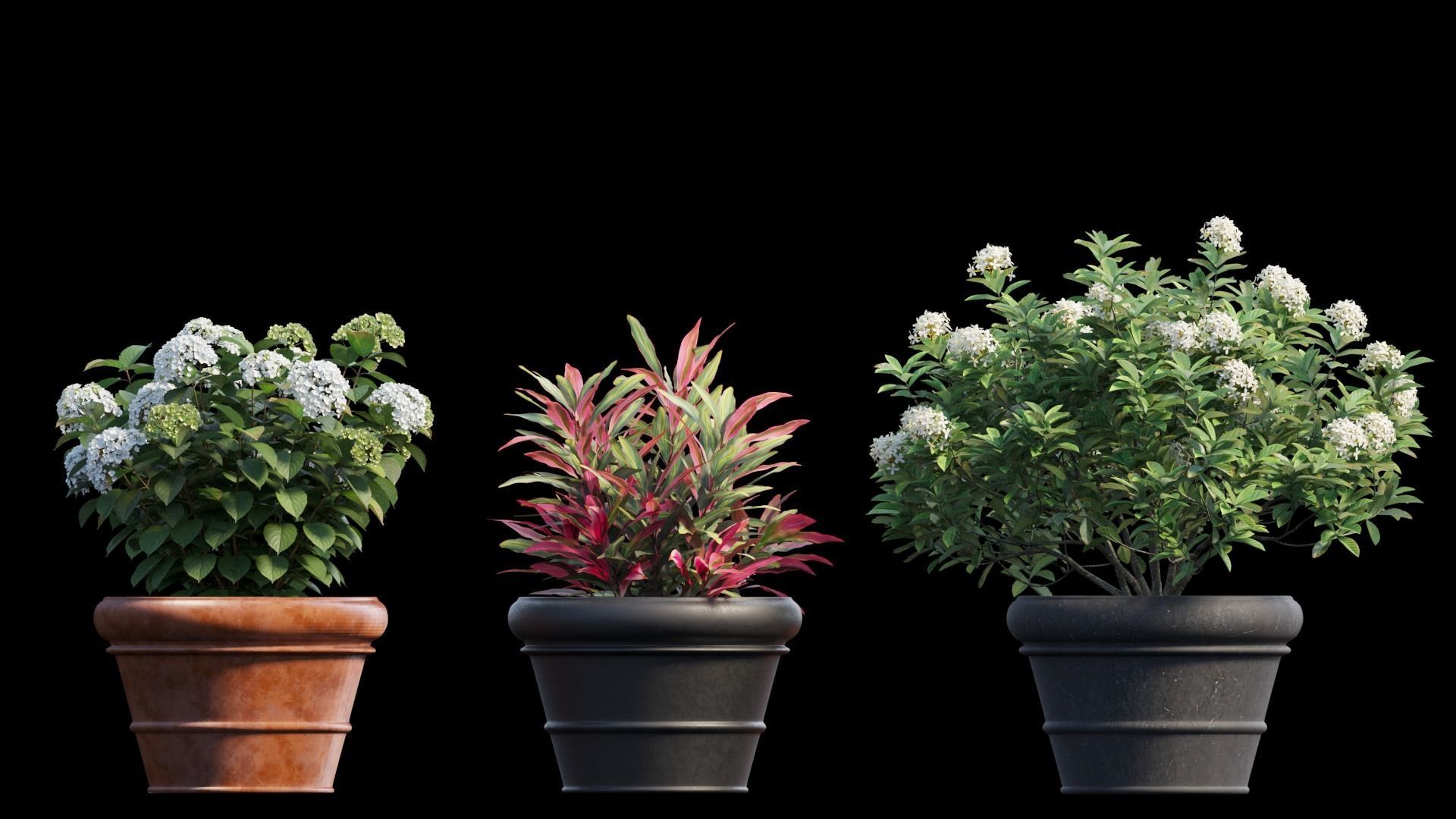 Hydrangea in planters set 08  3D model_5