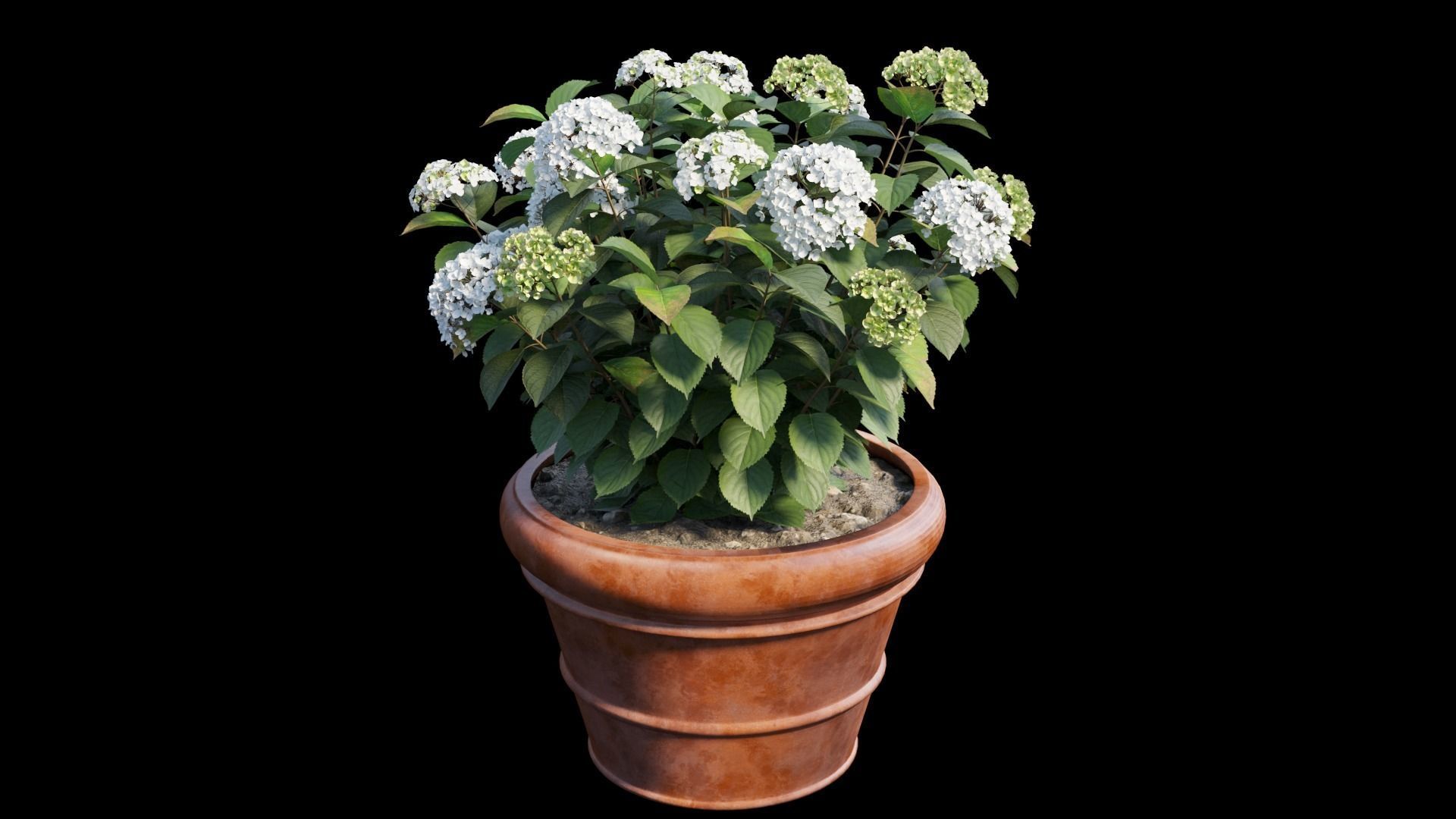 Hydrangea in planters set 08  3D model_6
