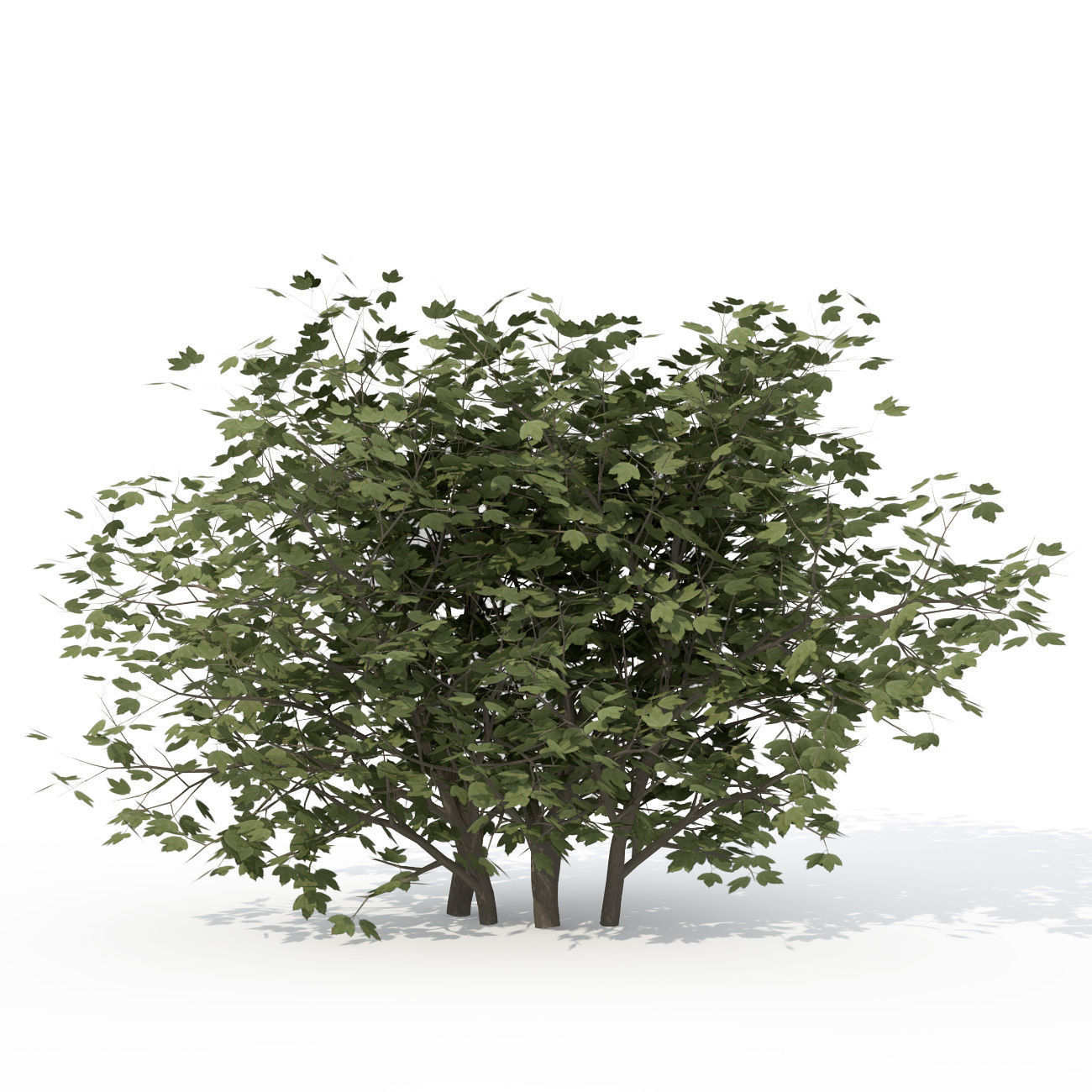 2020 XfrogPlants Shrubs Library  3D model_8