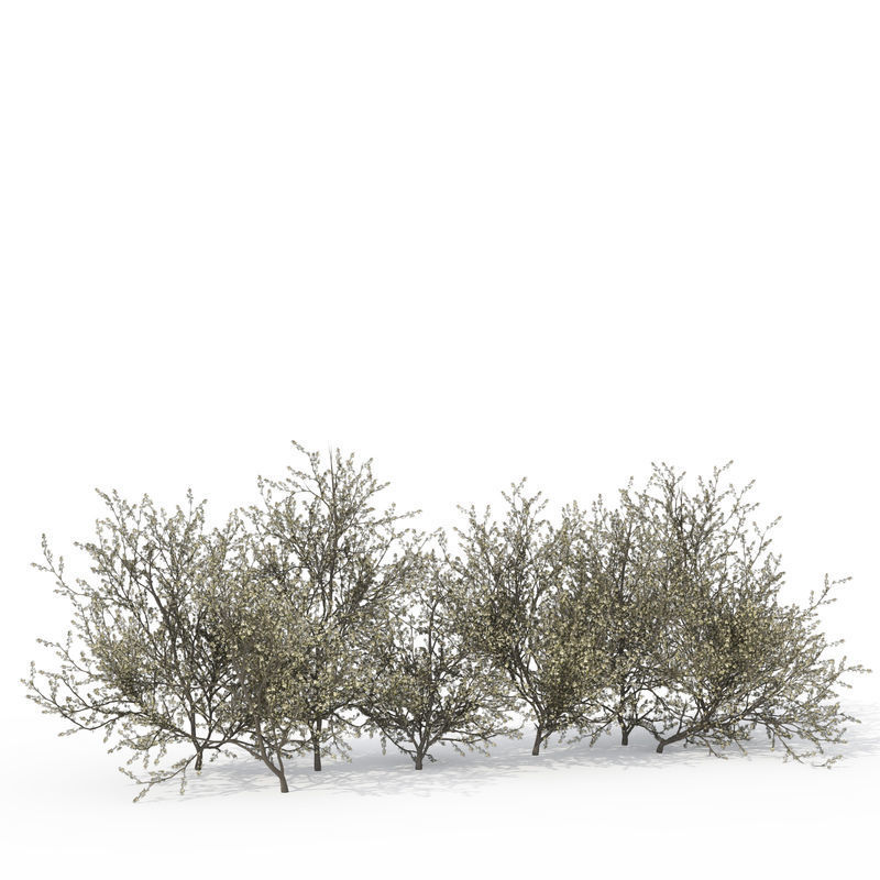 2020 XfrogPlants Shrubs Library  3D model_7