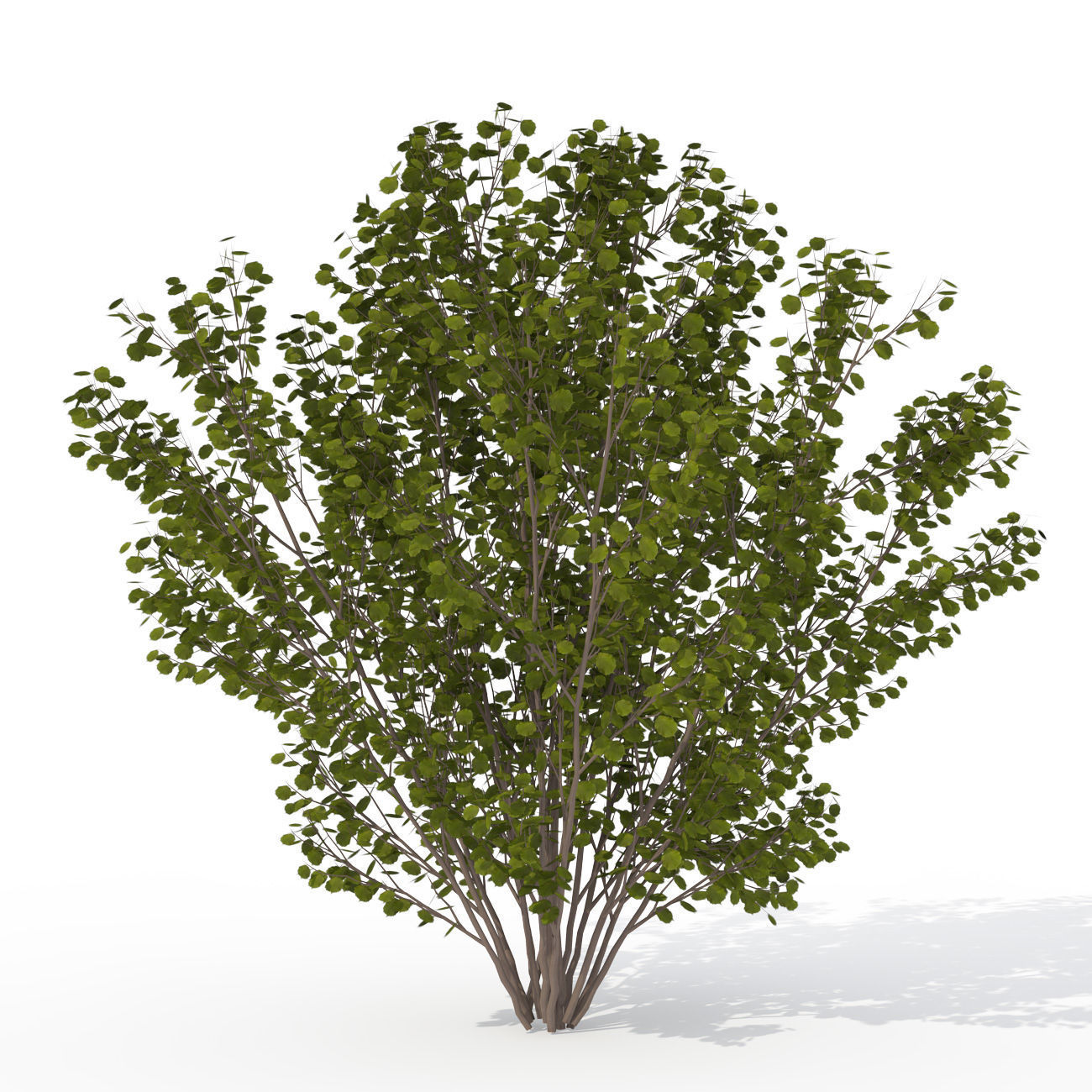 2020 XfrogPlants Shrubs Library  3D model_10