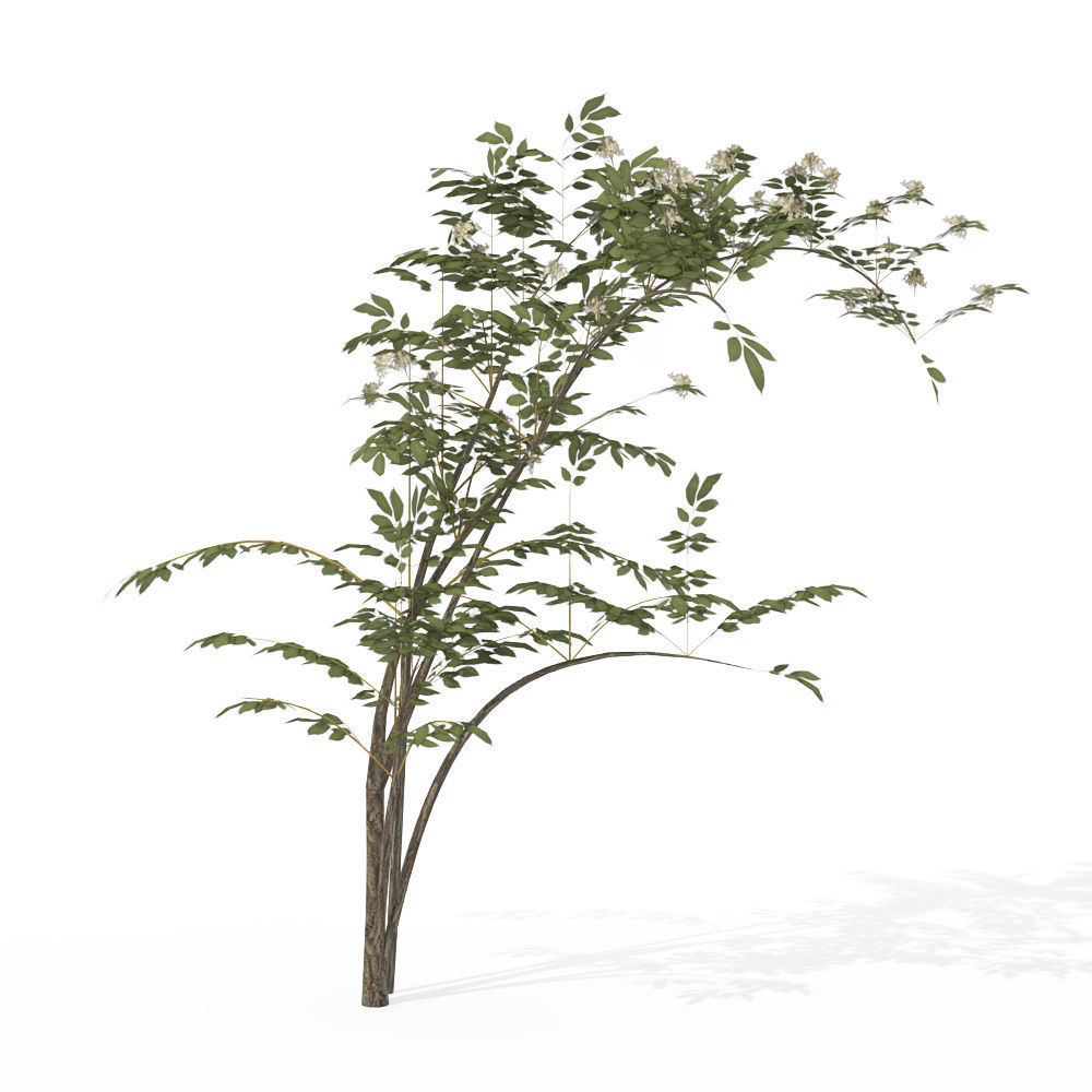 2020 XfrogPlants Shrubs Library  3D model_9