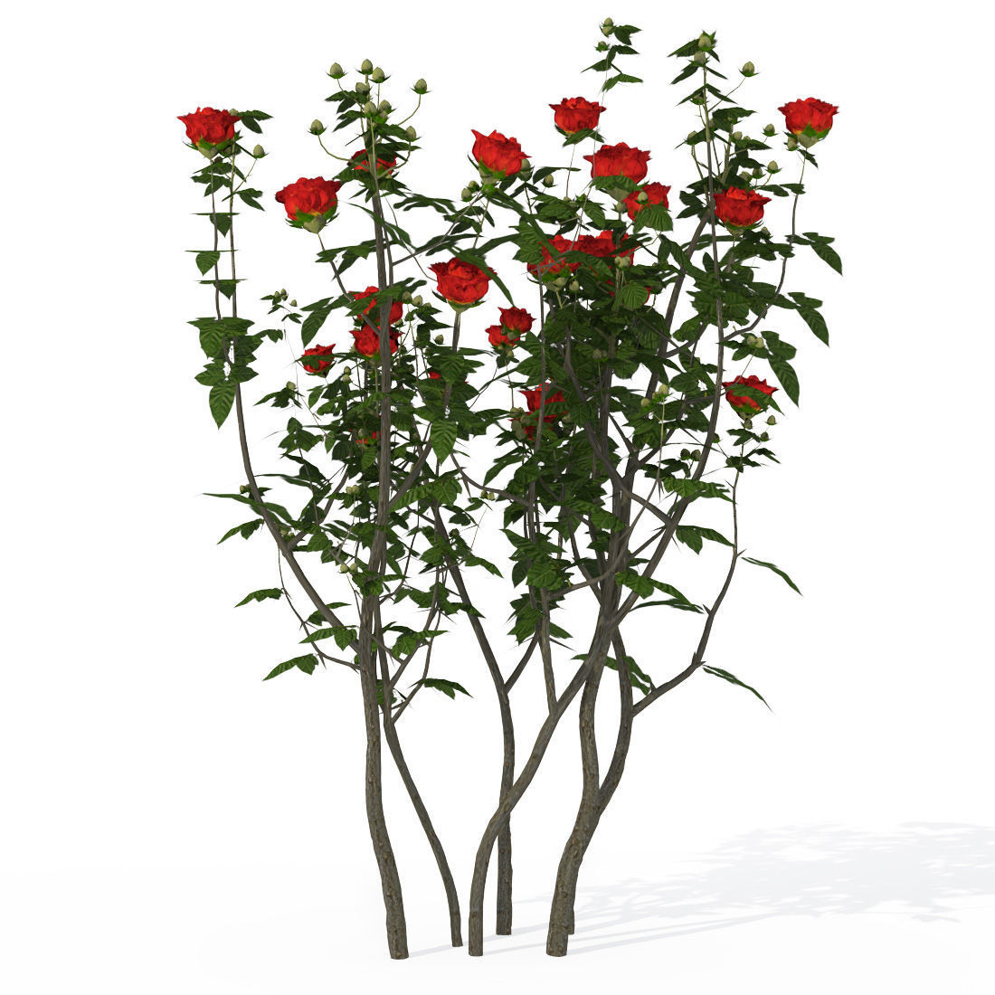 2020 XfrogPlants Shrubs Library  3D model_5