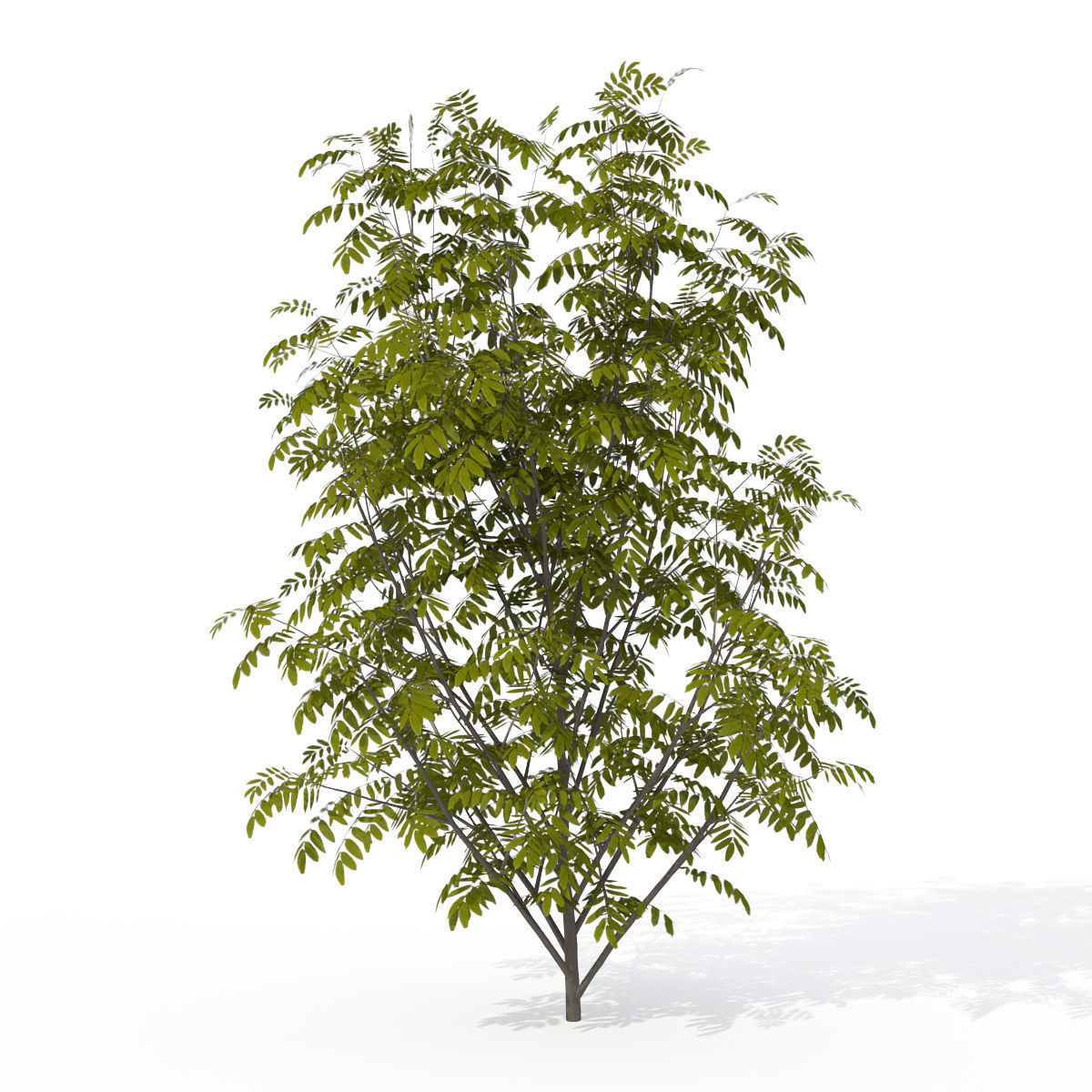 2020 XfrogPlants Shrubs Library  3D model_4
