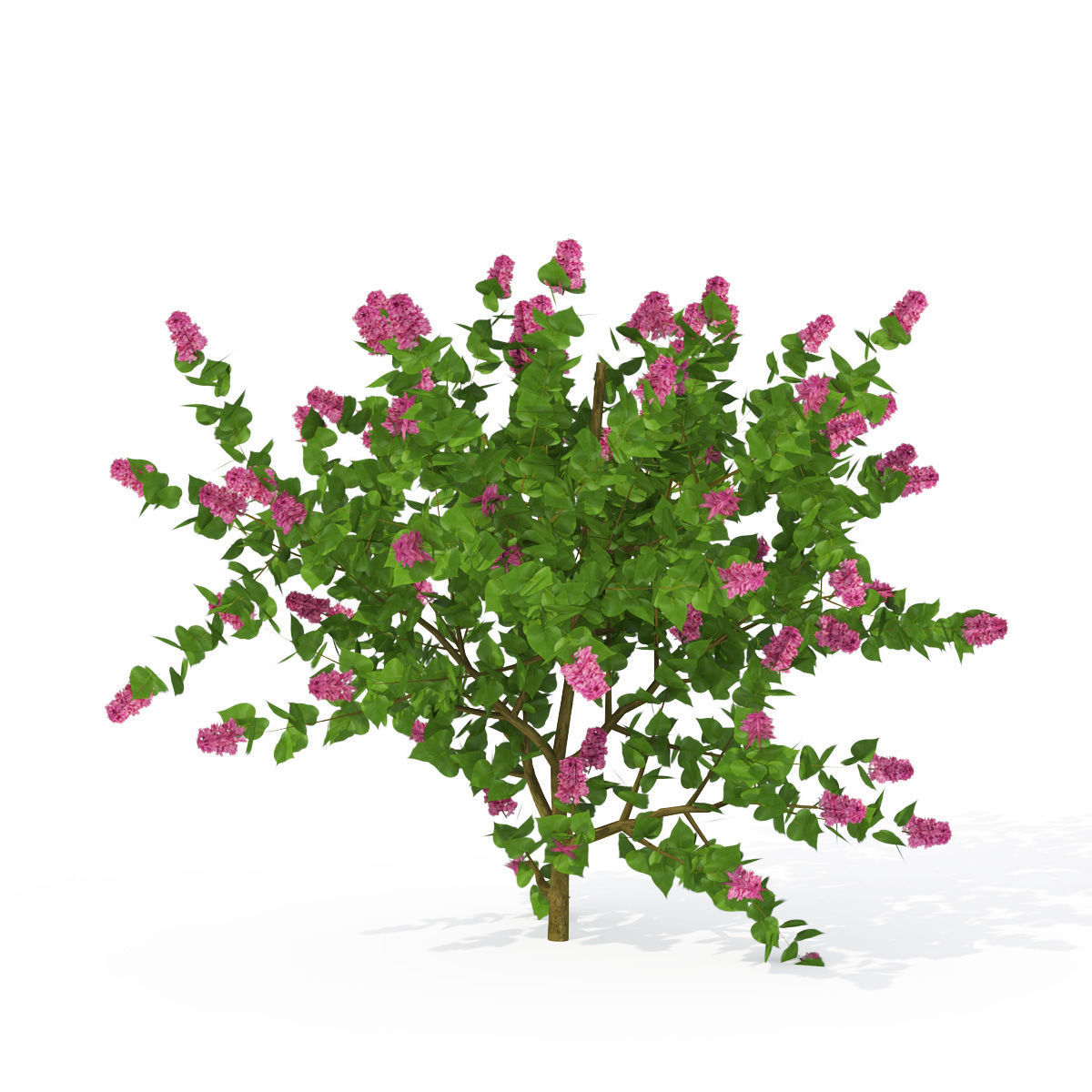 2020 XfrogPlants Shrubs Library  3D model_6