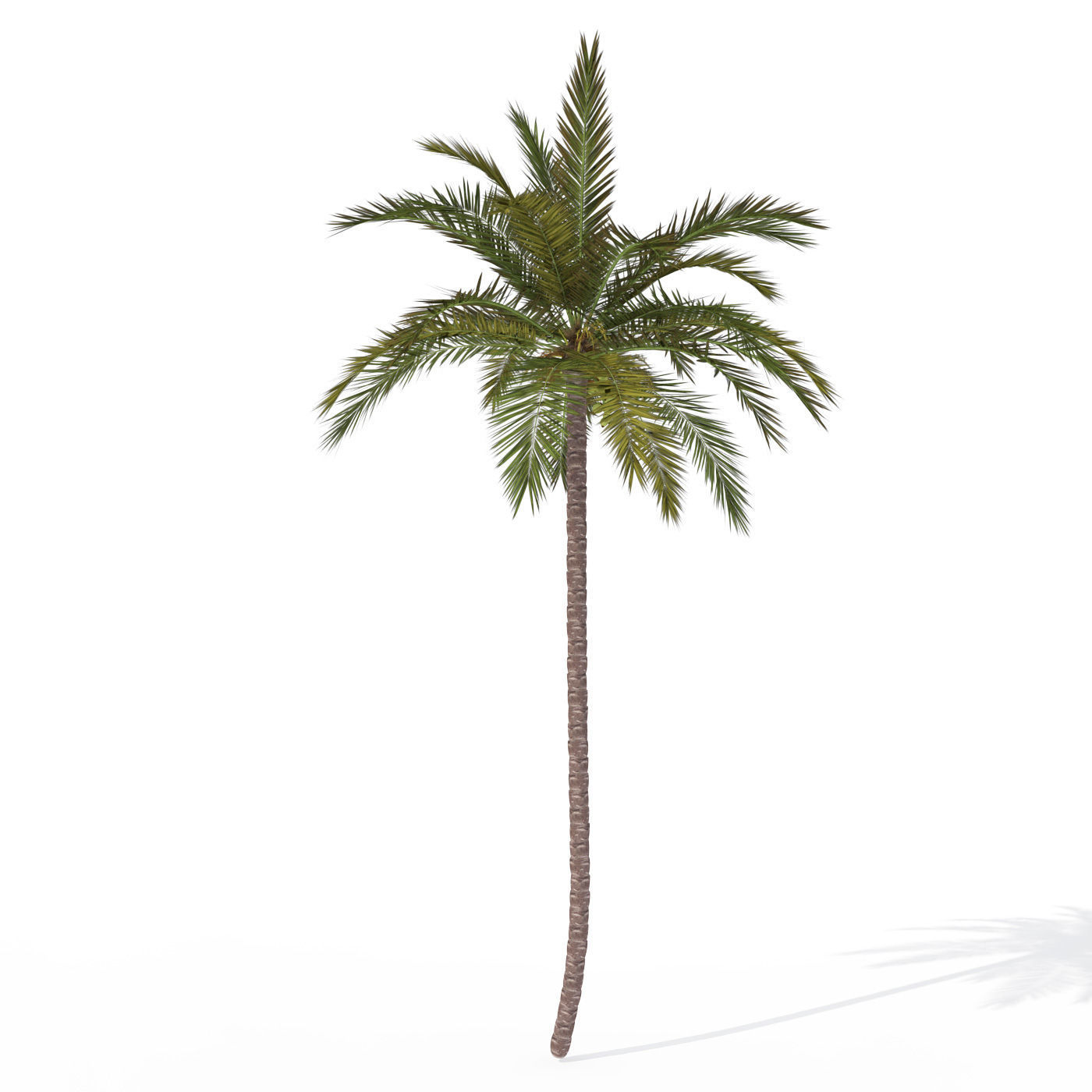 2020 XfrogPlants Tropical Trees Library  3D model_12