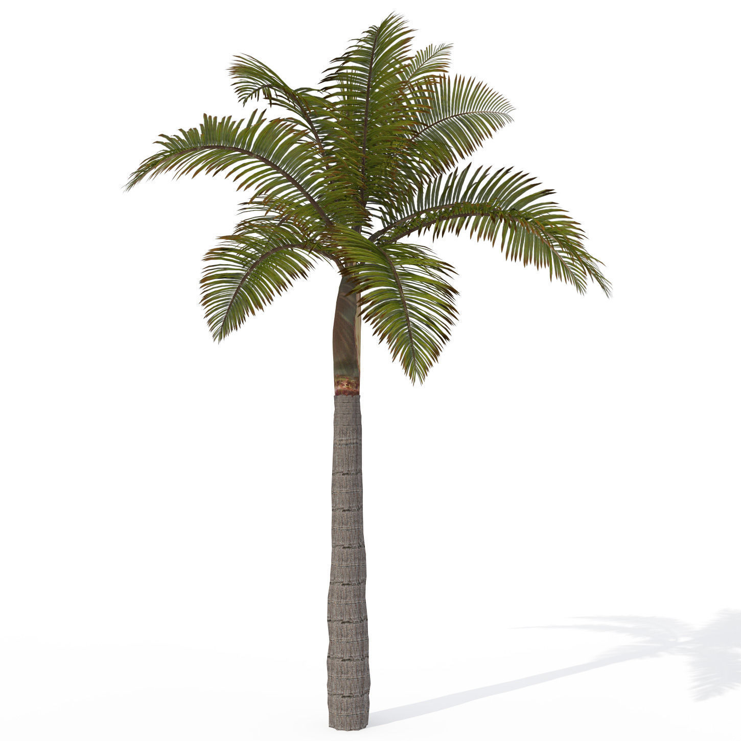2020 XfrogPlants Tropical Trees Library  3D model_13