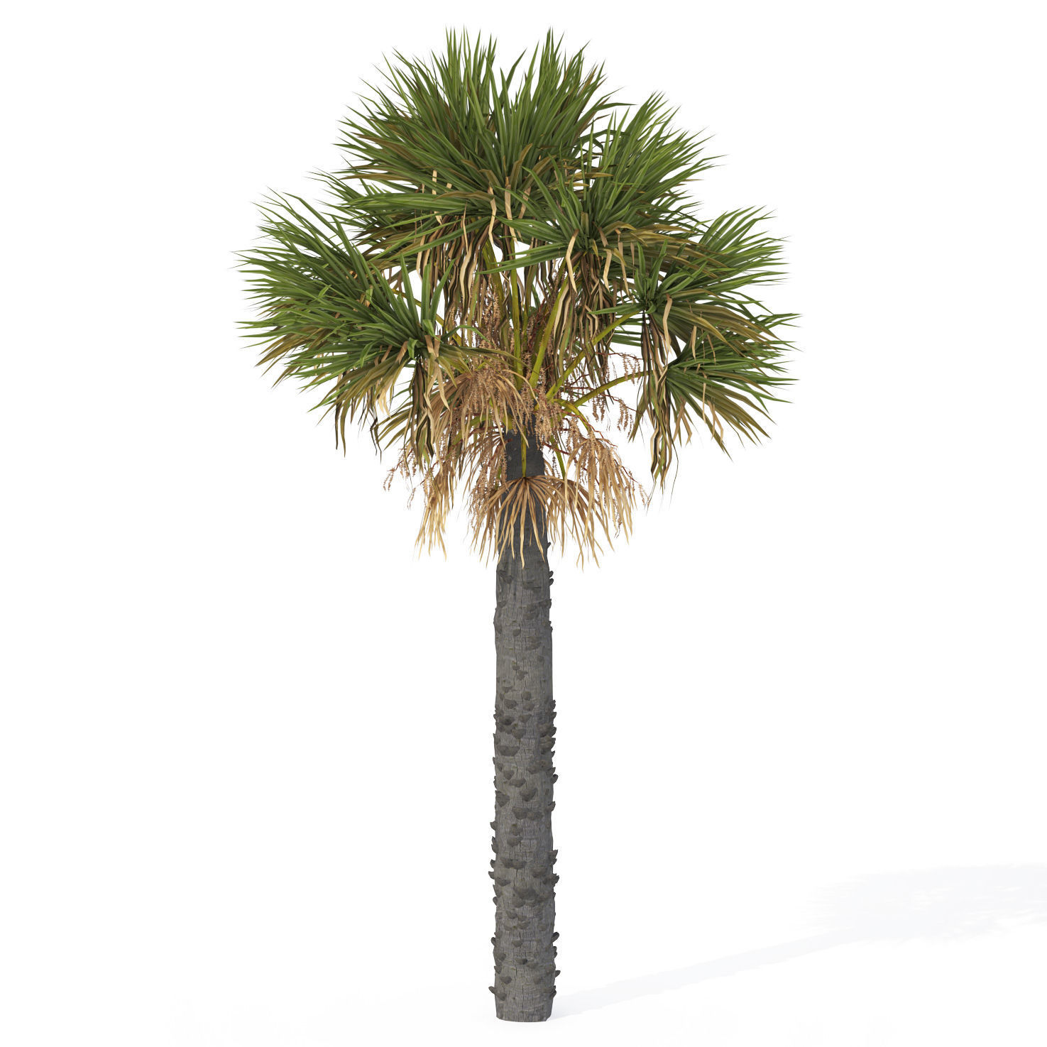 2020 XfrogPlants Tropical Trees Library  3D model_10