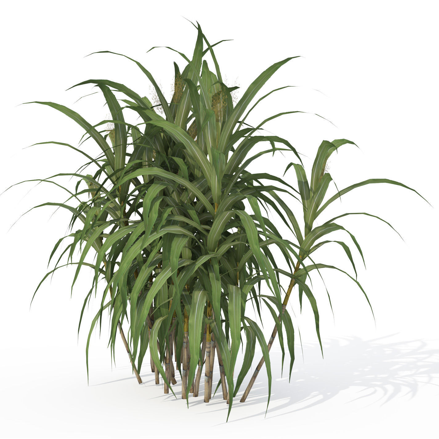 2020 XfrogPlants Tropical Trees Library  3D model_7