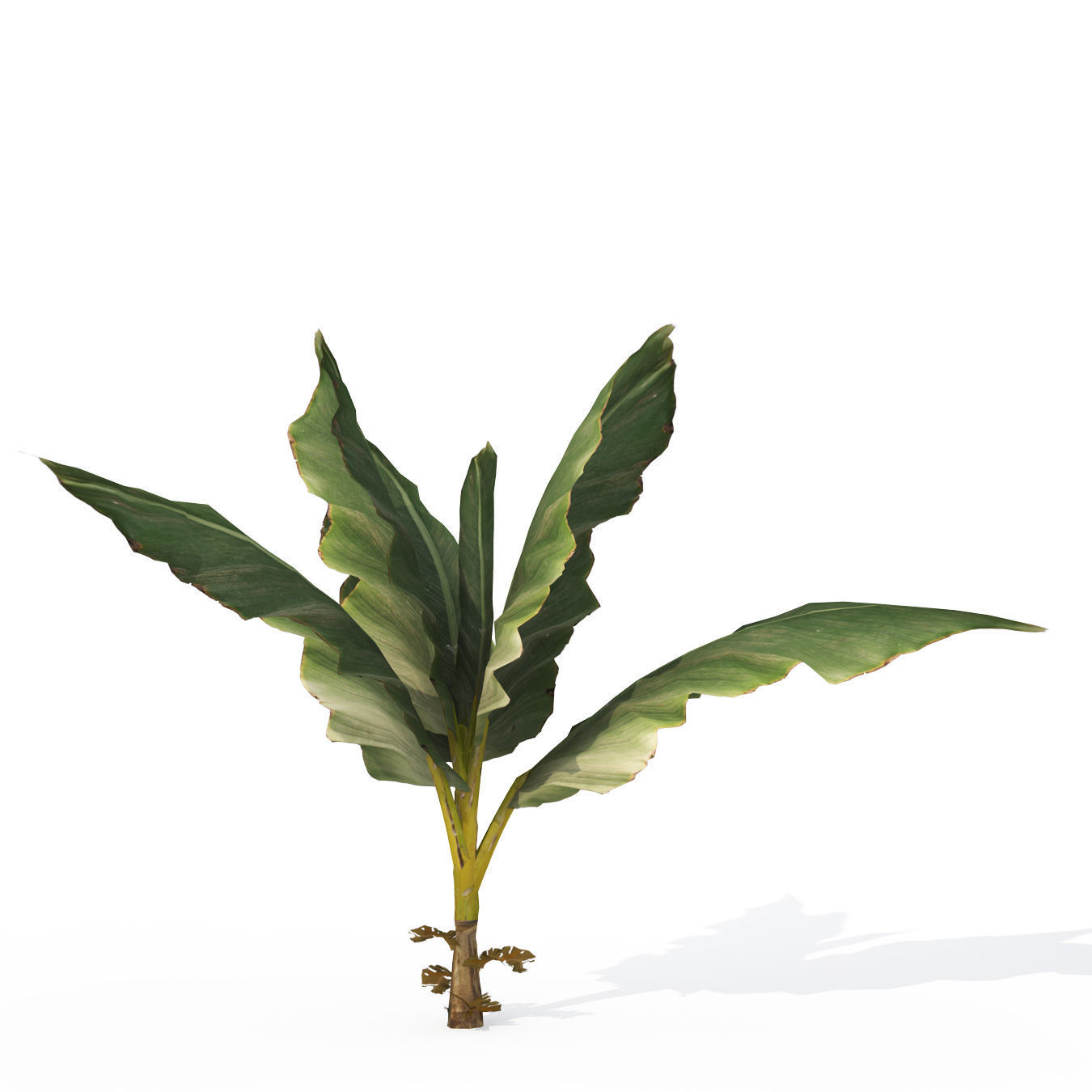 2020 XfrogPlants Tropical Trees Library  3D model_9