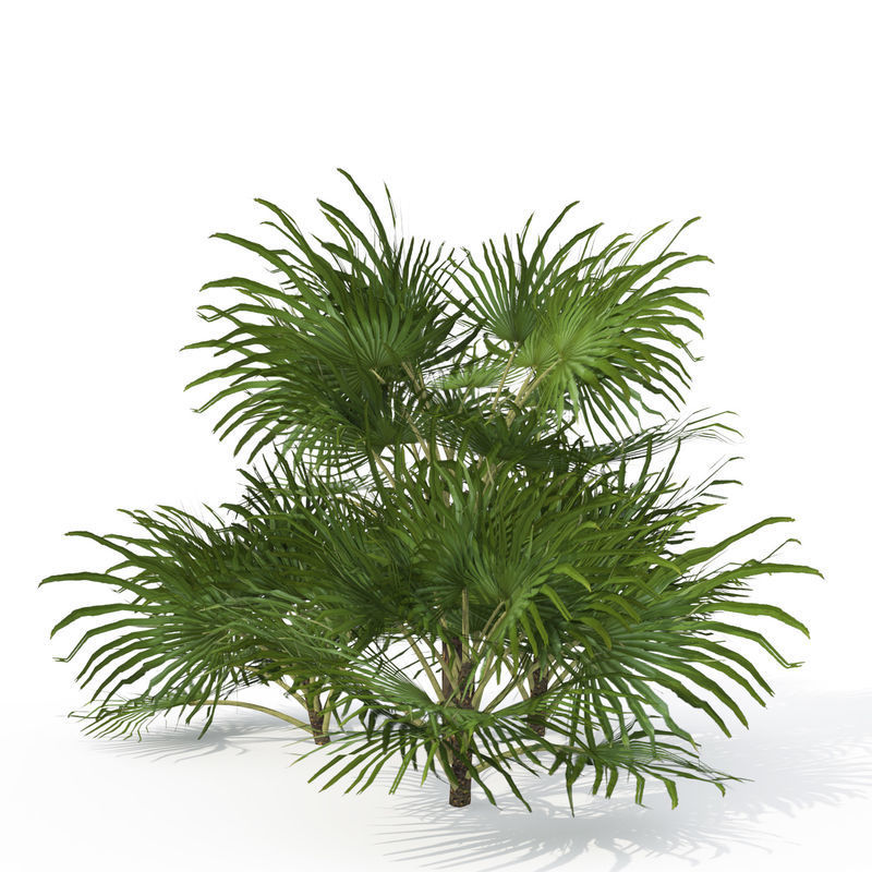 2020 XfrogPlants Tropical Trees Library  3D model_6