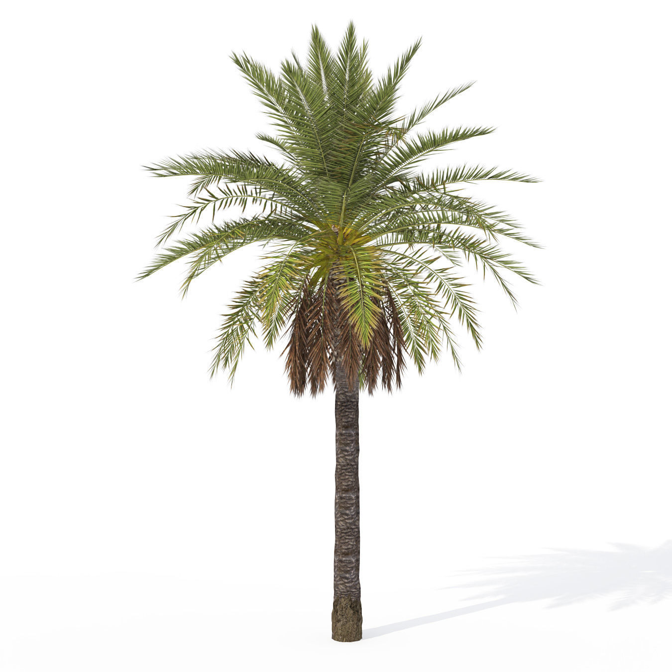 2020 XfrogPlants Tropical Trees Library  3D model_11
