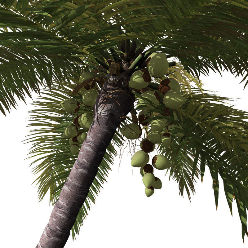 2020 XfrogPlants Tropical Trees Library  3D model_8