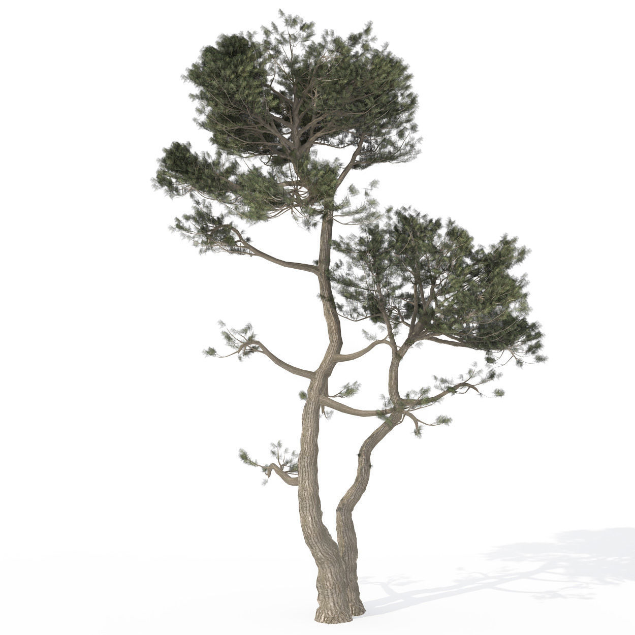 2020 XfrogPlants USA Conifers Library 3D model_13