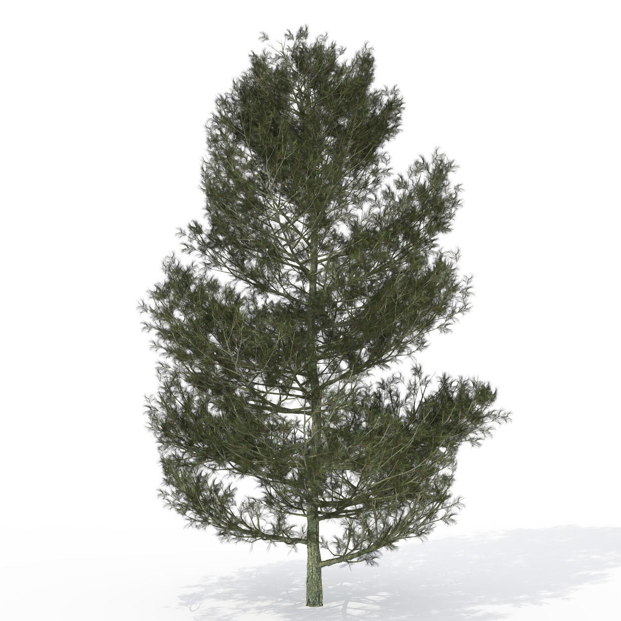 2020 XfrogPlants USA Conifers Library 3D model_10