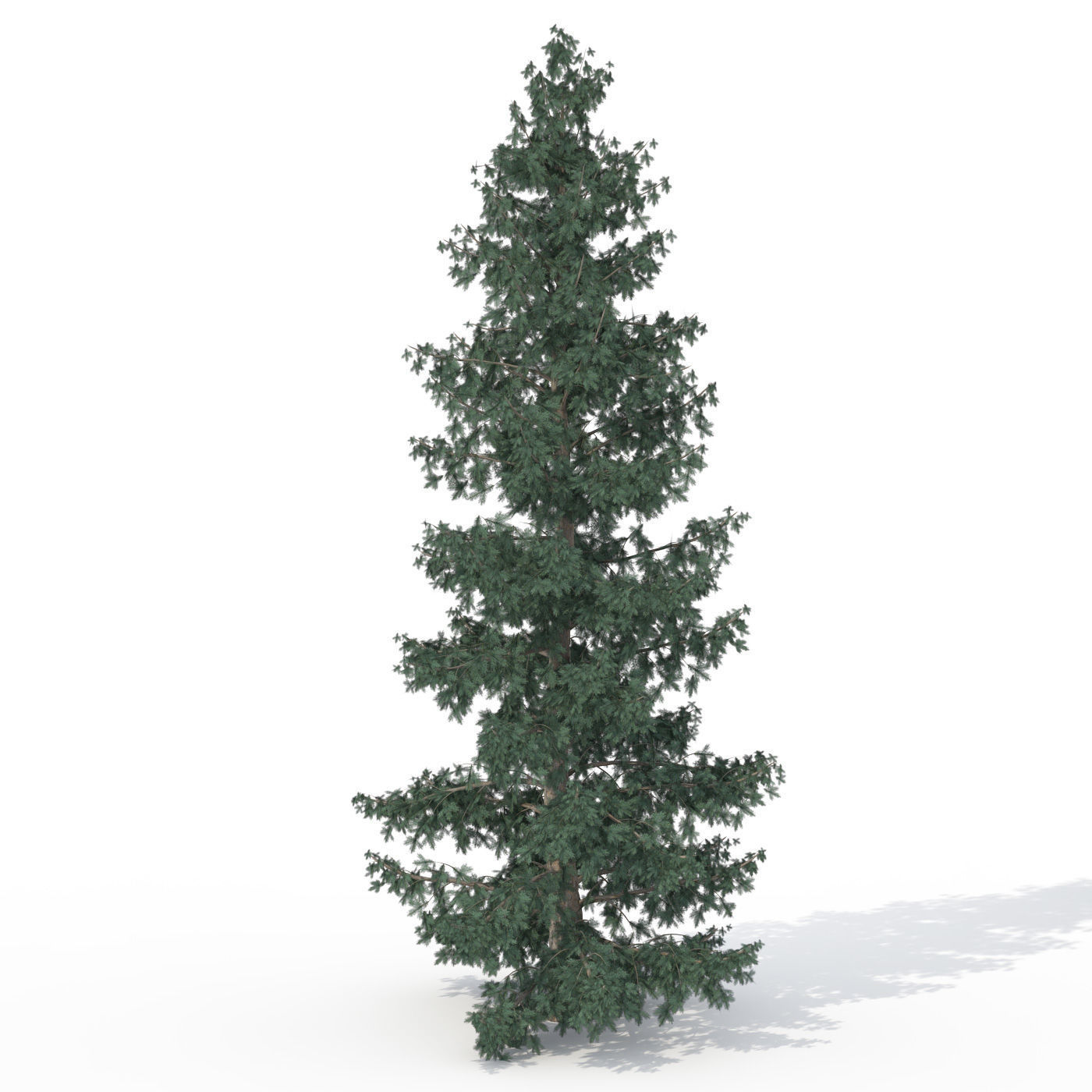2020 XfrogPlants USA Conifers Library 3D model_12