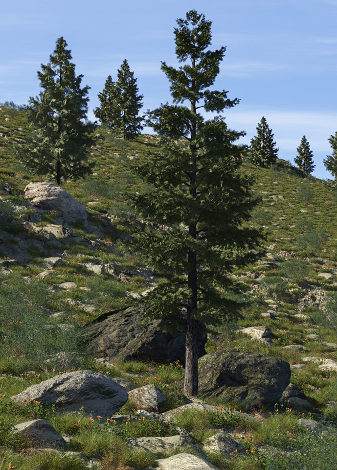 2020 XfrogPlants USA Conifers Library 3D model_5