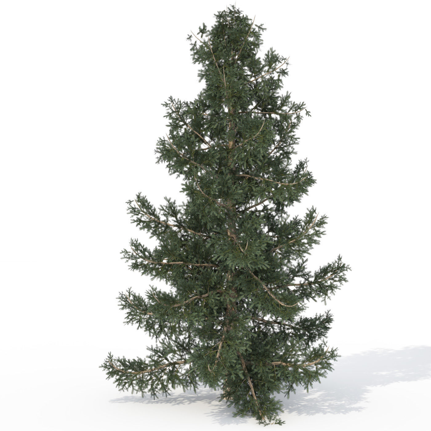 2020 XfrogPlants USA Conifers Library 3D model_9