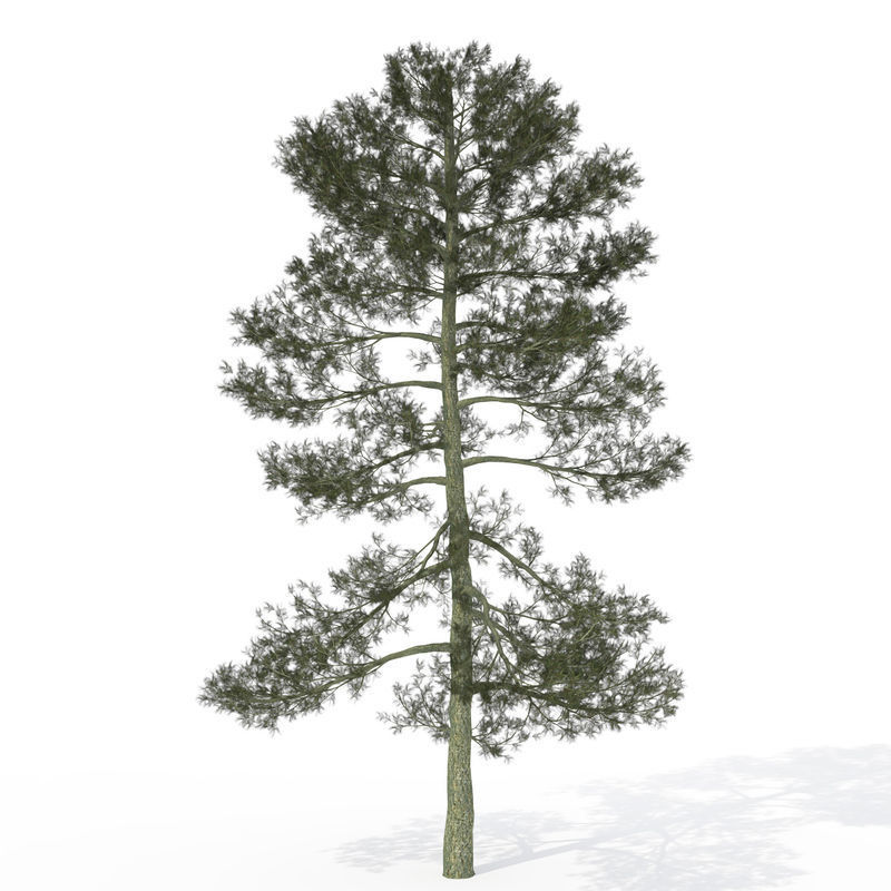 2020 XfrogPlants USA Conifers Library 3D model_8
