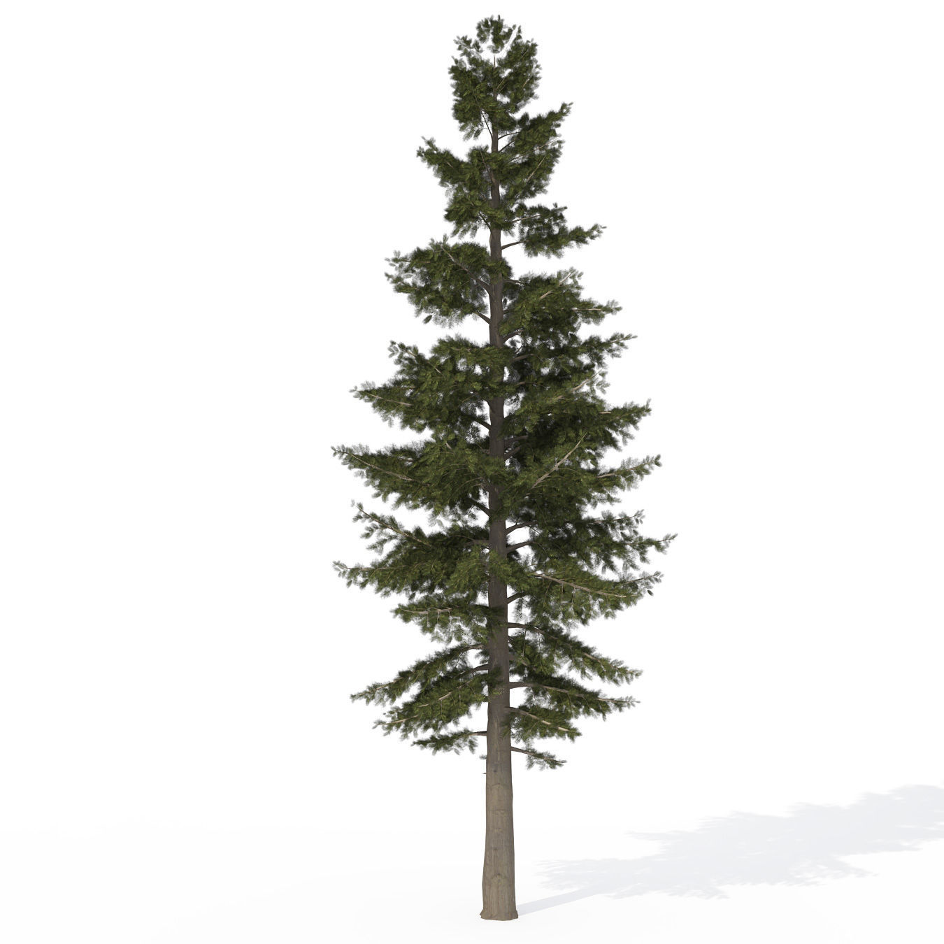 2020 XfrogPlants USA Conifers Library 3D model_7