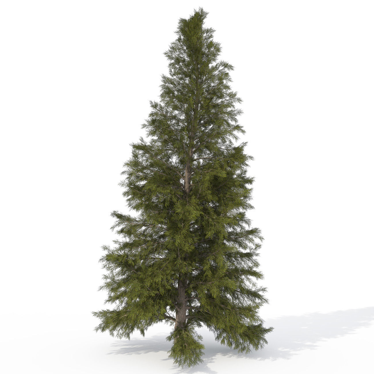 2020 XfrogPlants USA Conifers Library 3D model_11