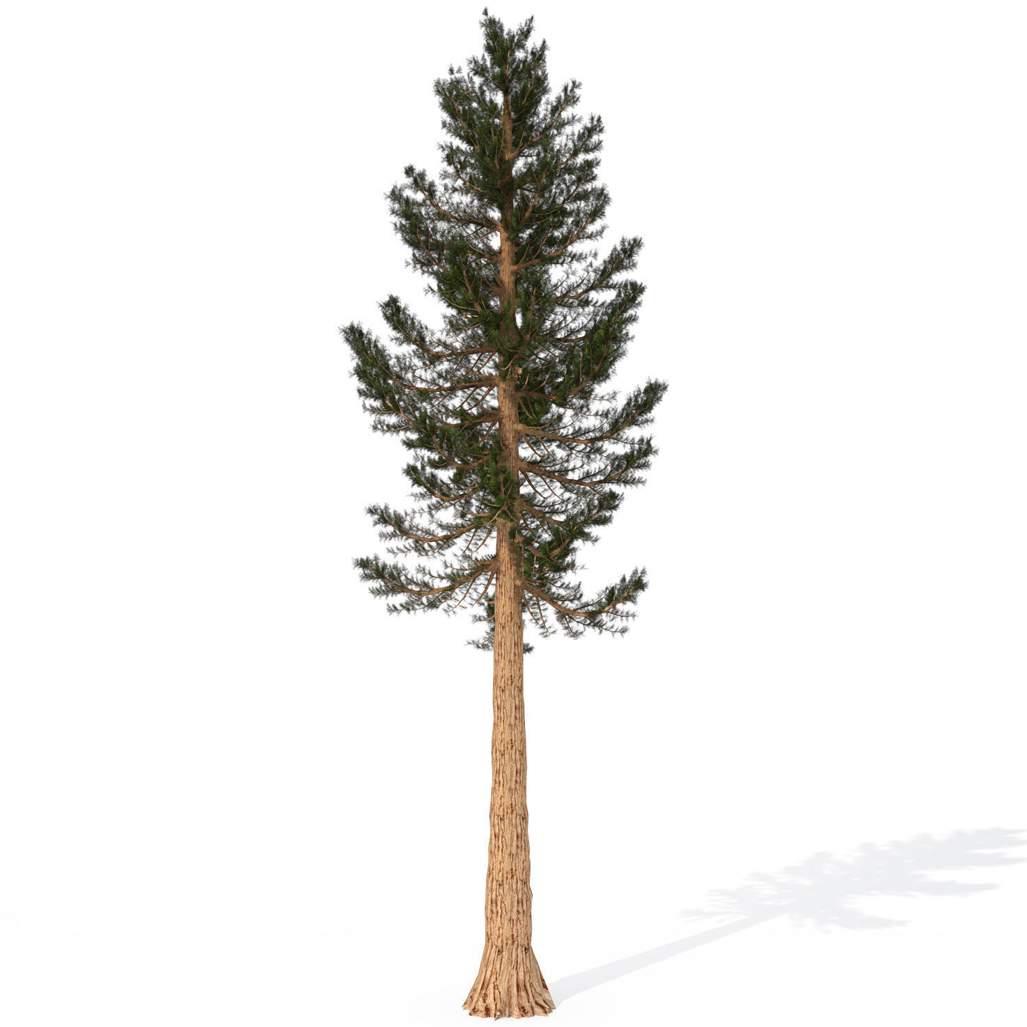 2020 XfrogPlants USA West Library 3D model_6