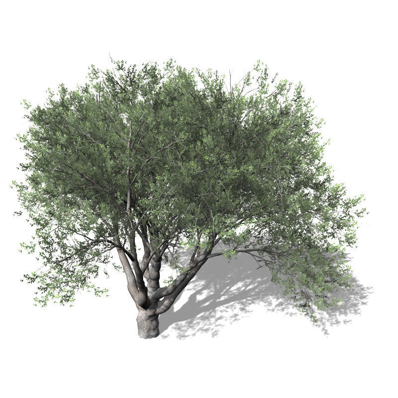 2020 XfrogPlants USA West Library 3D model_2