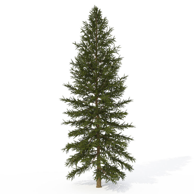 2020 XfrogPlants USA West Library 3D model_1