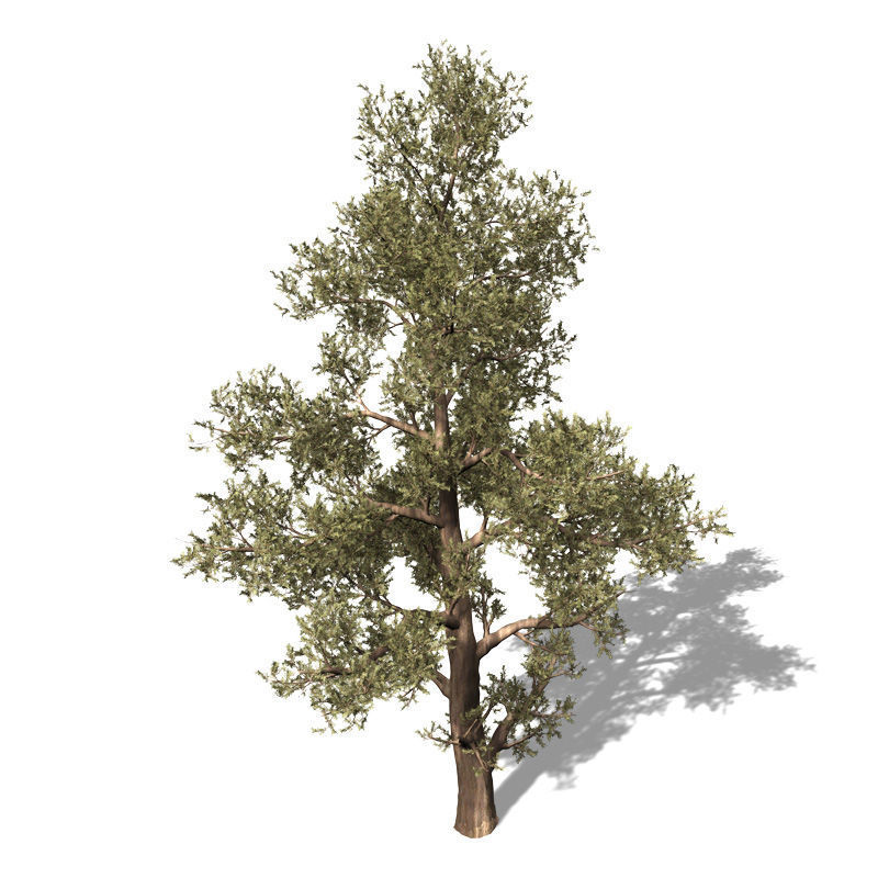 2020 XfrogPlants USA West Library 3D model_8