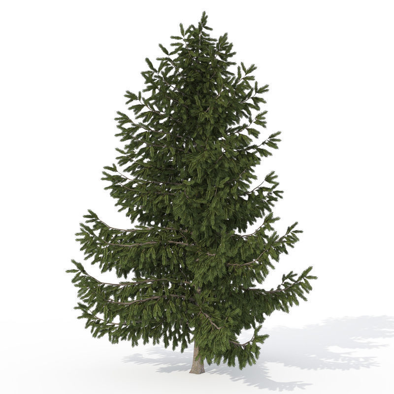 2020 XfrogPlants USA West Library 3D model_3