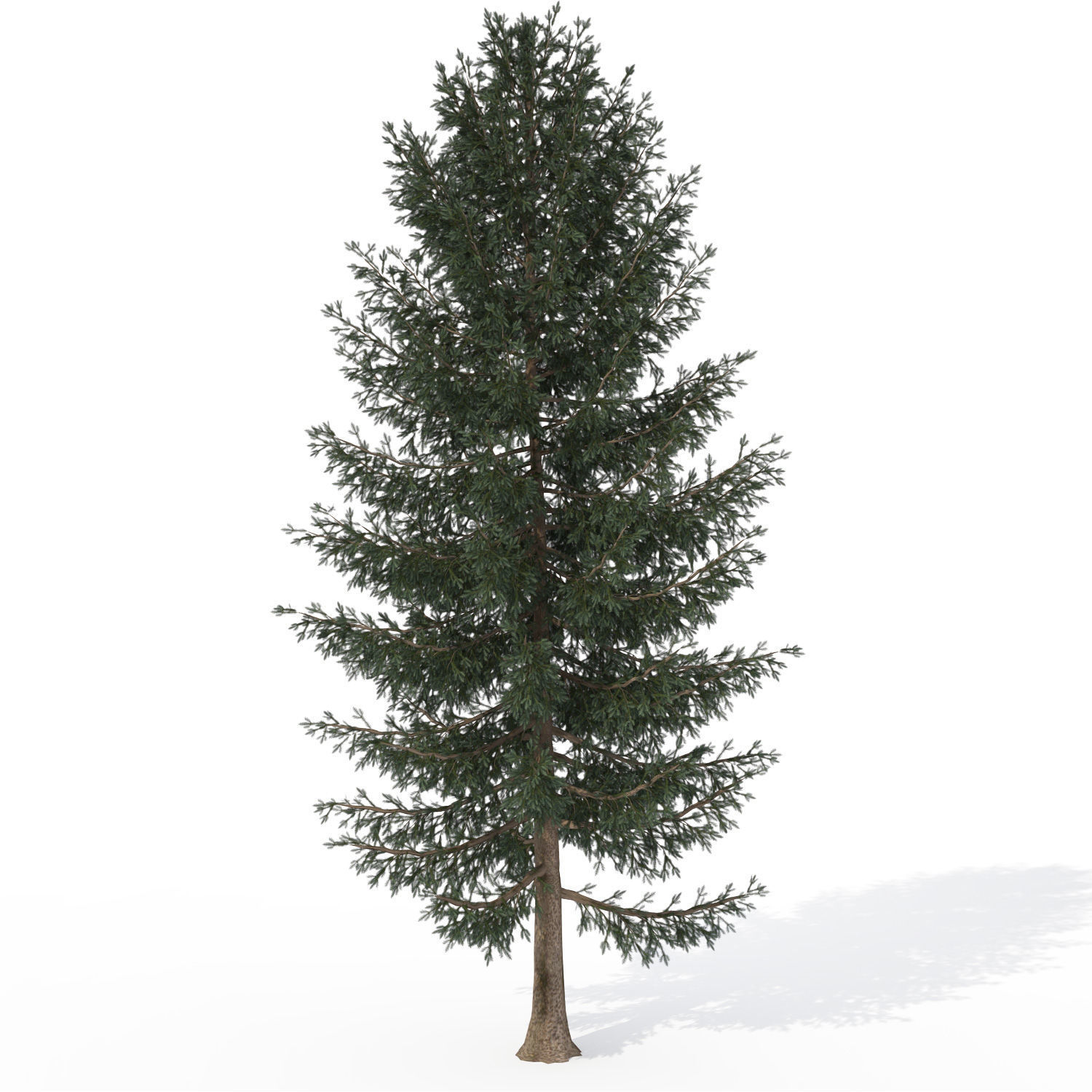 2020 XfrogPlants USA West Library 3D model_4