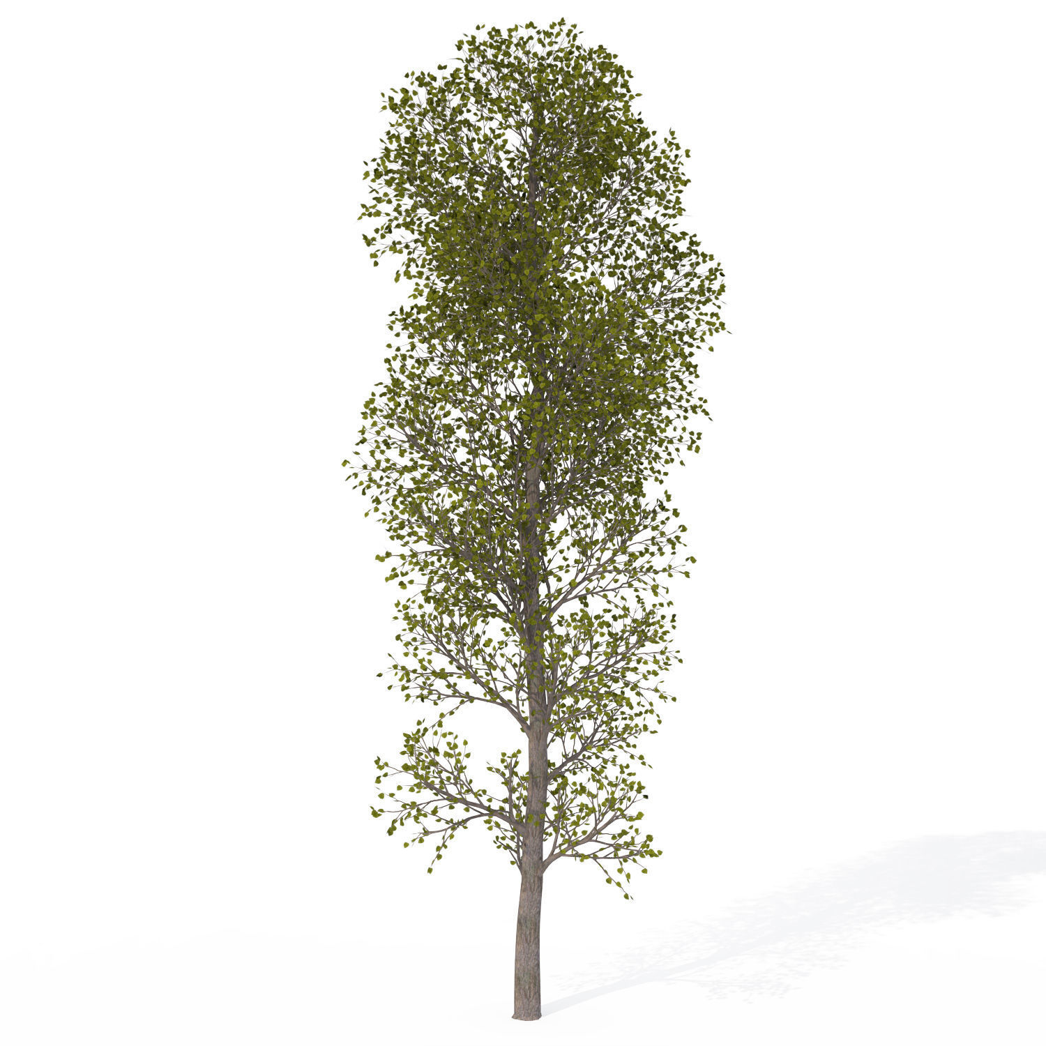 2020 XfrogPlants USA West Library 3D model_5