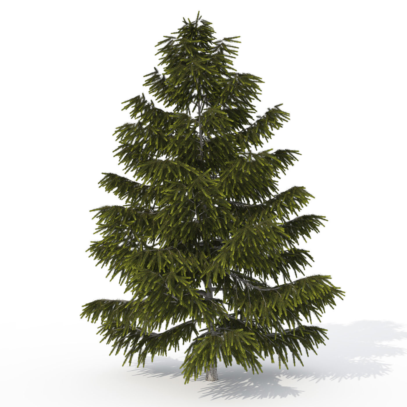 2020 XfrogPlants USA West Library 3D model_7