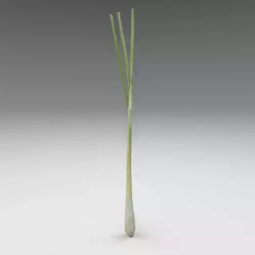 Lemongrass leek 3D model