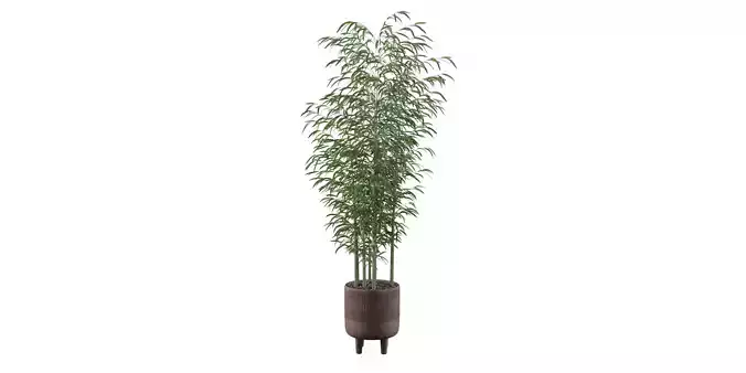 Bamboo in rustical pot