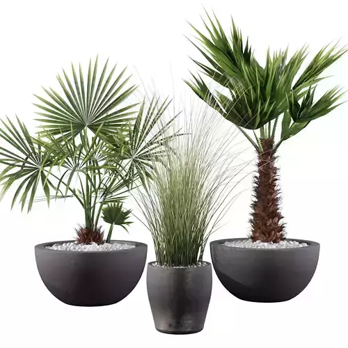 Plants collection 083