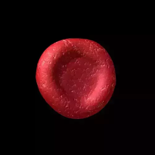 Red Blood Cell Free 3D model