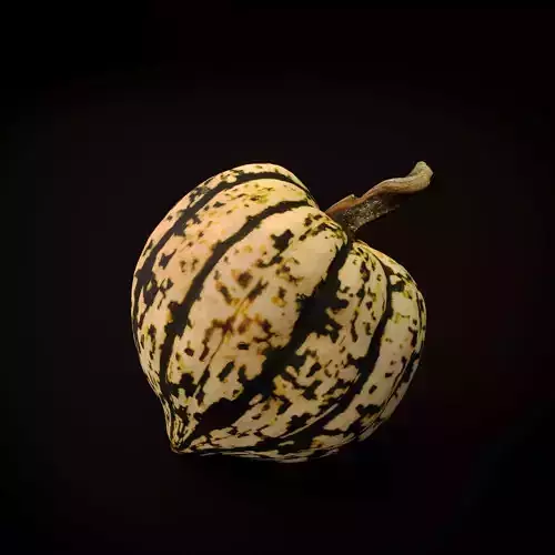 Realistic Small Squash Pumpkin - Scanned