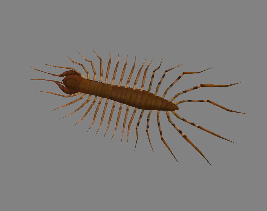 Cartoon animal - centipede      Low-poly 3D model_3