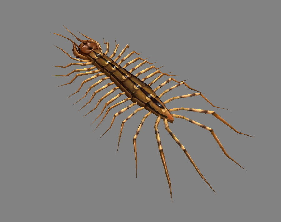 Cartoon animal - centipede      Low-poly 3D model_2