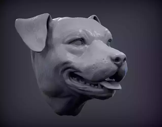 Pit bull head 3D print model