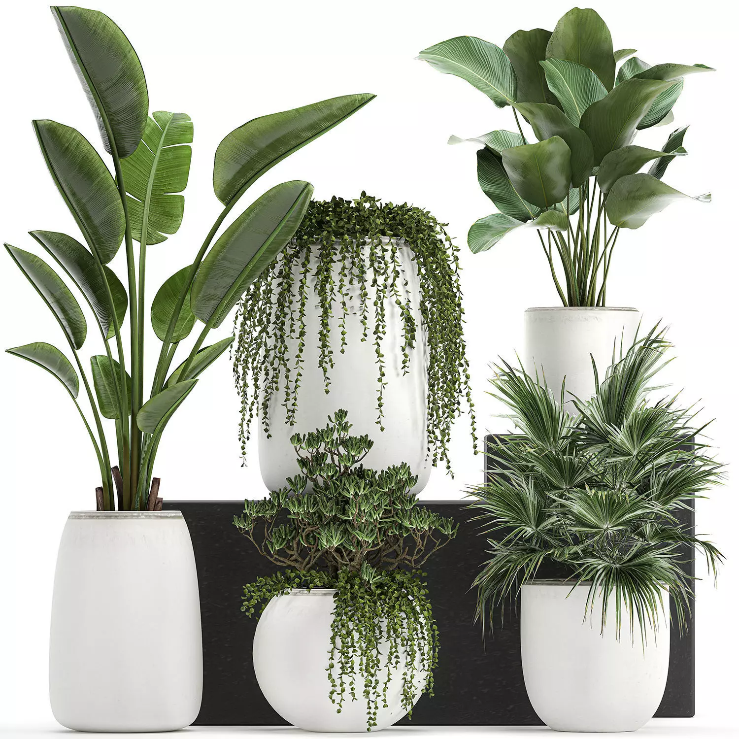 Collection of decorative plants in white flowerpots 817 3D model