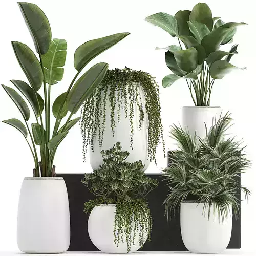 Collection of decorative plants in white flowerpots 817