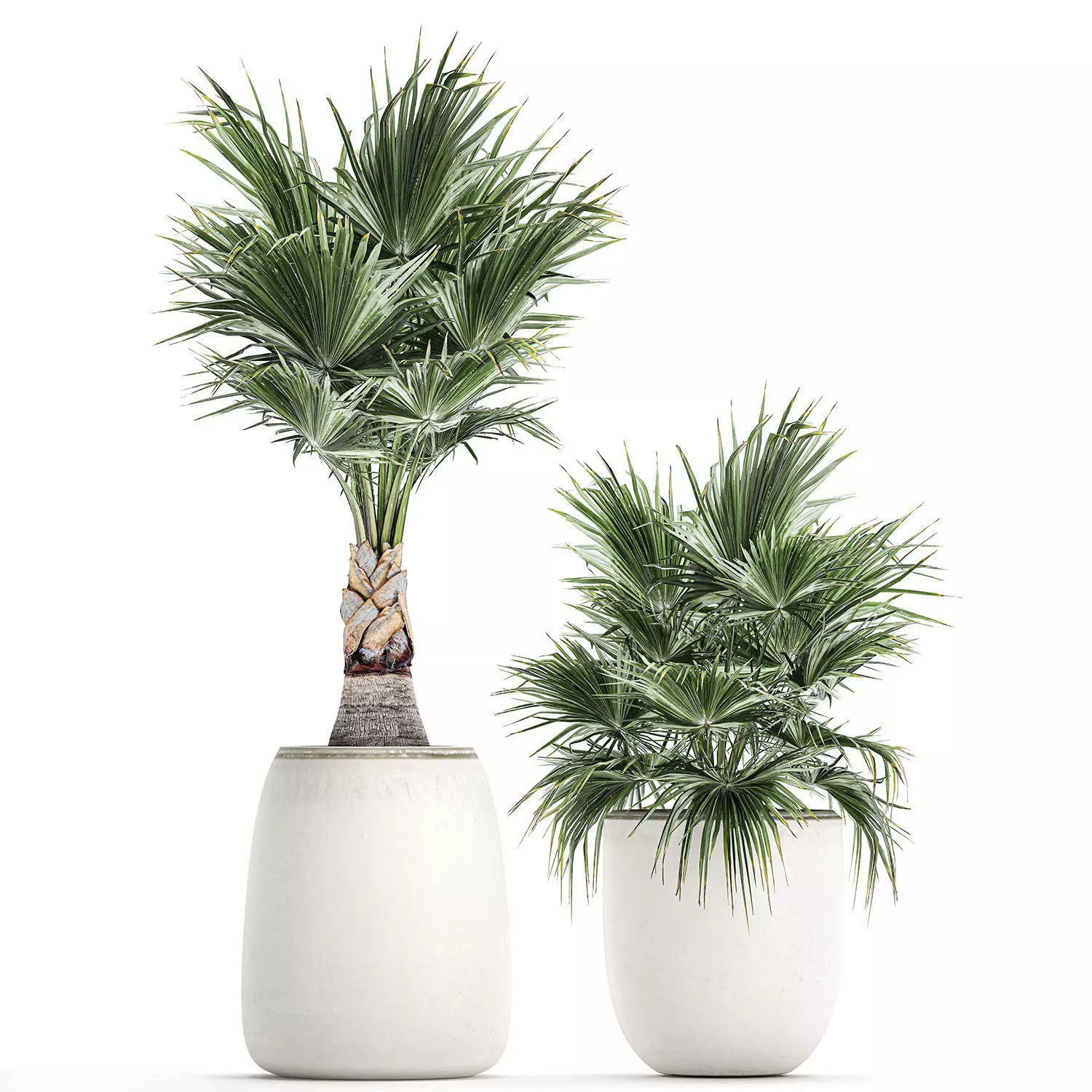 Decorative palm in a white flowerpot 818 3D model_0