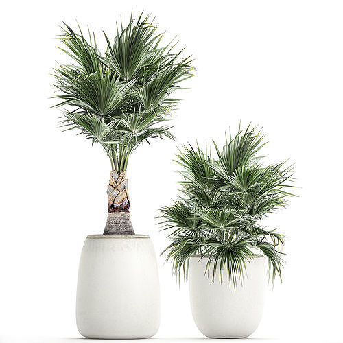 Decorative palm in a white flowerpot 818 3D model