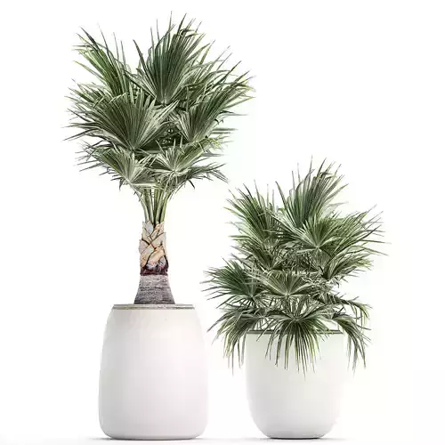Decorative palm in a white flowerpot 818 3D model