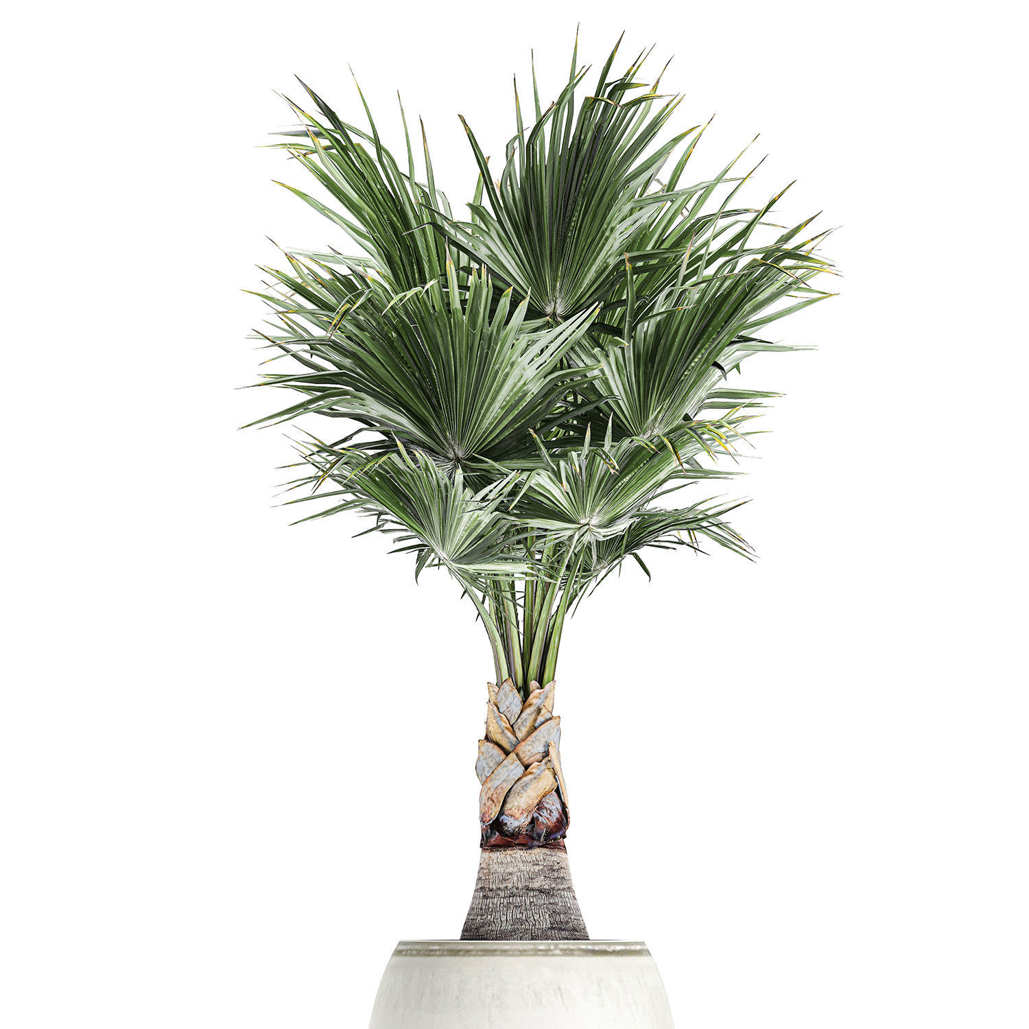Decorative palm in a white flowerpot 818 3D model_4