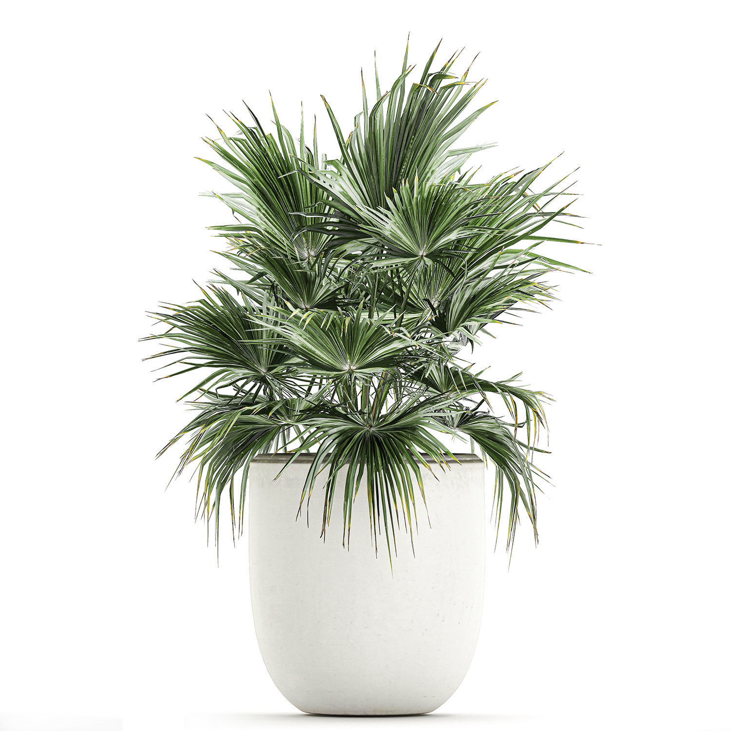 Decorative palm in a white flowerpot 818 3D model_5