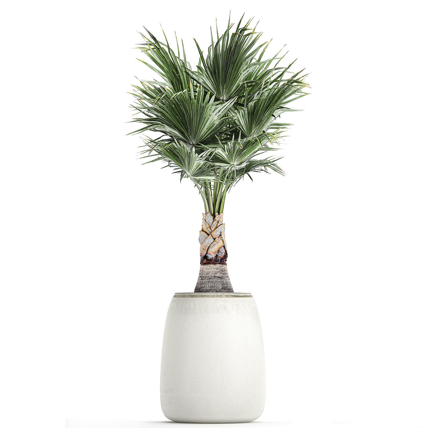 Decorative palm in a white flowerpot 818 3D model_3