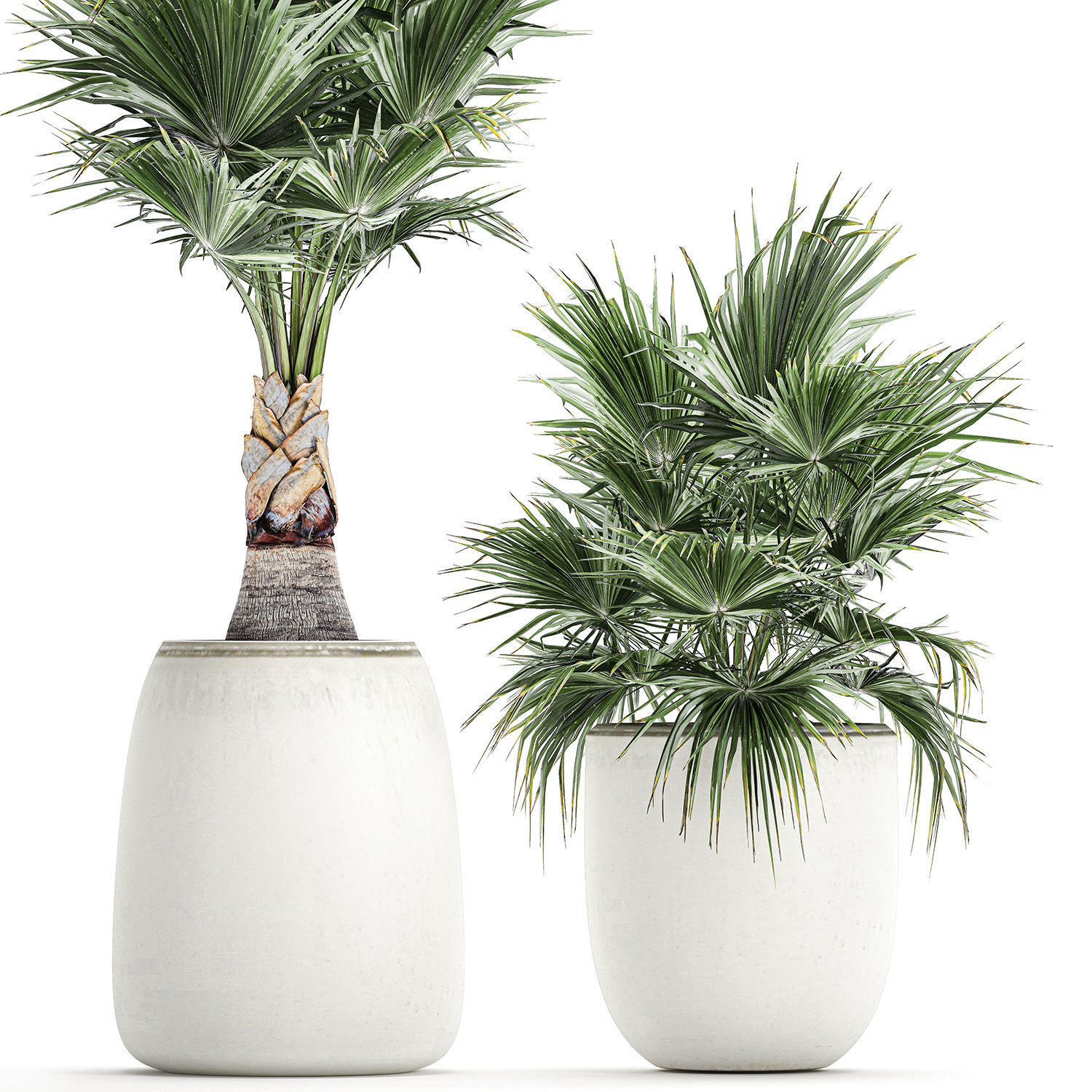 Decorative palm in a white flowerpot 818 3D model_1